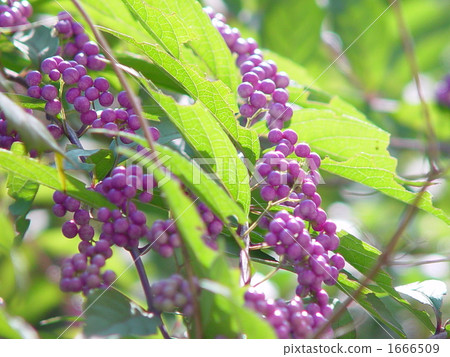 09 Murasakusibu · beetroot family 09 09 Murasakusibu · beetroot family 09 1666509