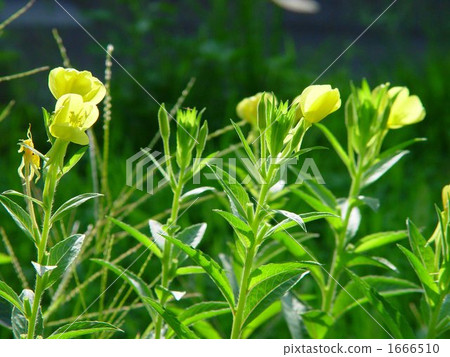 September Yellowfin and Aribanaceae 03 1666510