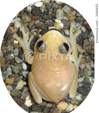 施萊格爾青蛙彩虹色素沉著缺陷幼蛙 1666685