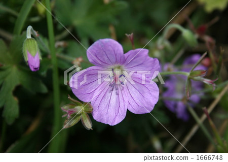 Fuurosou 1666748