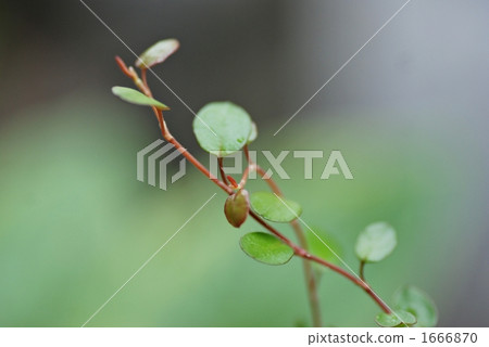 鈕扣藤 底圖 背景 1666870