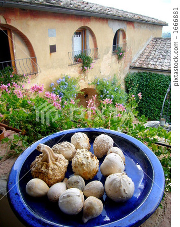 garlic, agriturismo, siena 1666881