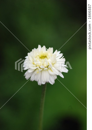 double flower chamomile, roman camomile, camomile 1666887