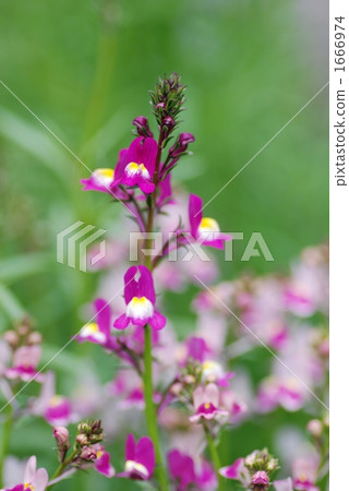 princess snapdragon, bloom, blossom 1666974
