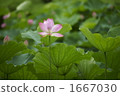 Oga蓮花 1667030