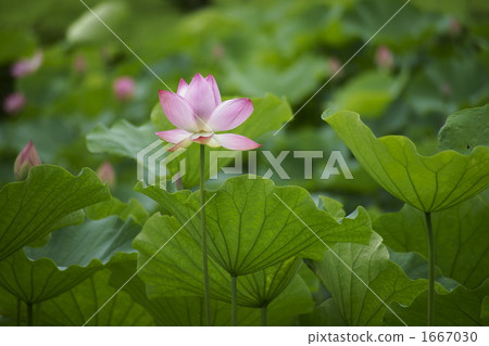 Oga蓮花 Oga蓮花 1667030