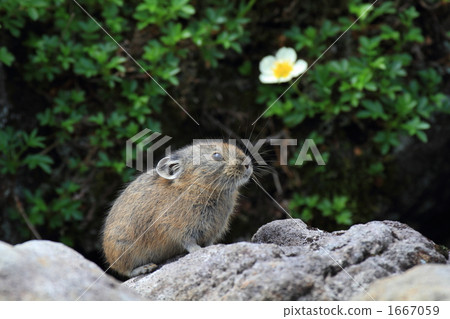 One ring tingle and a pika One ring tingle and a pika 1667059