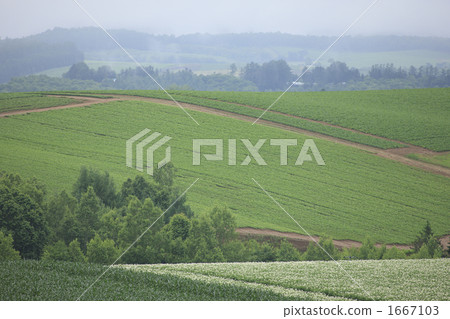 馬鈴薯田 馬鈴薯 田野 1667103