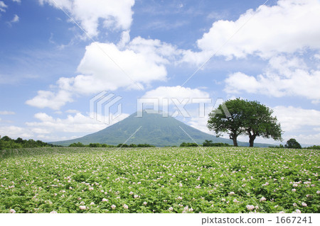Potato field and Yotei mountain Potato field and Yotei mountain 1667241