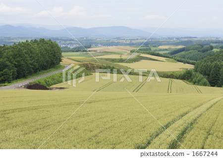 Wheat field hill Wheat field hill 1667244