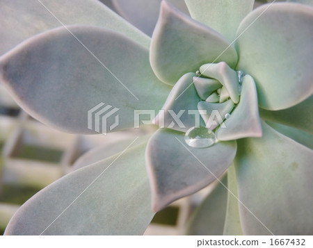 植物 植物學 植物的 1667432