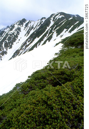 Snow's Southern Alps · Mt. Nakano and Pine 1667725