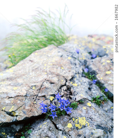 北阿爾卑斯山Chishima蘑菇的社區 1667982