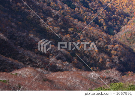 秋天的葉子結束了01 1667991