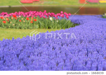 葡萄風信子 花朵 花 1668039