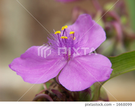 tradescantia reflexa, tradescantium, overcast 1668099