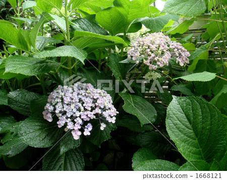 漩渦繡球花 紫紅色 多雲 1668121