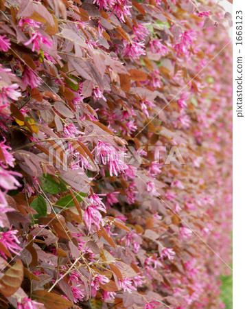 花 金縷梅 多雲 1668123