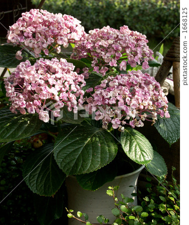 漩渦繡球花 多雲 灰雲 1668125