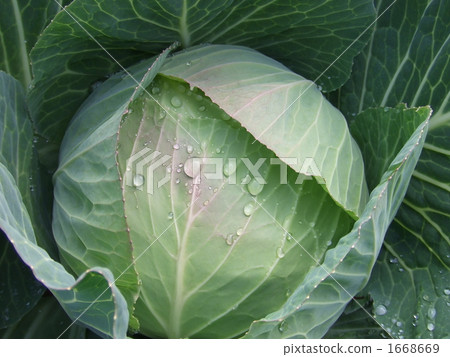 cabbage  1668669