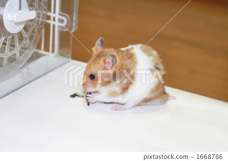 Golden hamster eating food 1668786