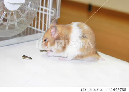 吃食物的金黃倉鼠 1668788