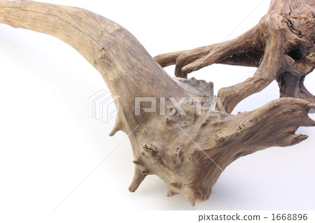Driftwood 1668896
