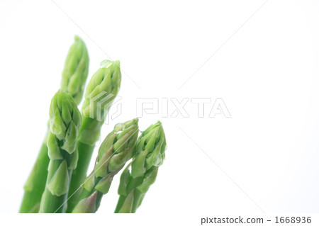 Asparagus Asparagus 1668936