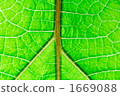 leaf vein, veins of leaf, botanic 1669088