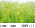 wheat, botanic, botanical 1669111