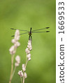 Dragonfly 1 Dragonfly 1 1669533