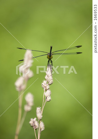 Dragonfly 1 Dragonfly 1 1669533