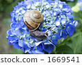 Snail 3 Snail 3 1669541
