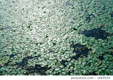 水生植物 水生植物 1669595