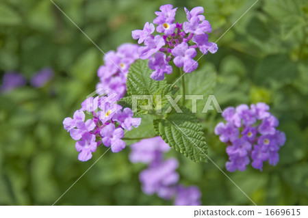 Mentha flower 1669615