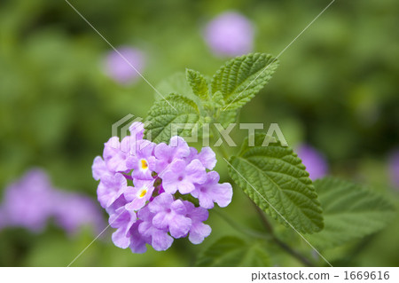 Mentha flower 1669616