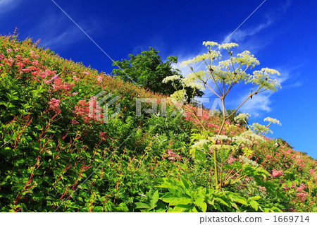 Summer flower garden in Ibukiyama 1669714