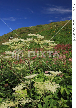 Ibukiyama flower garden in summer 1669717