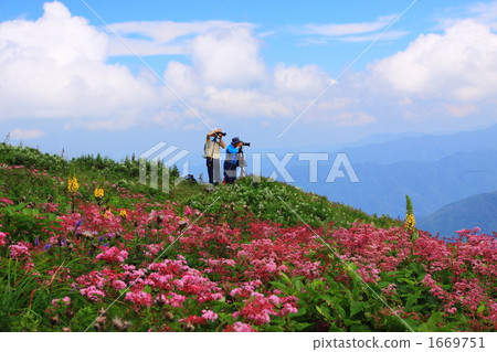 Flower garden of Summit Ibukiyama summit 1669751