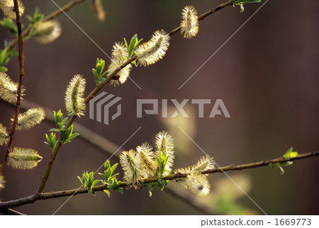 Arrangement of sprouts Ⅱ 1669773