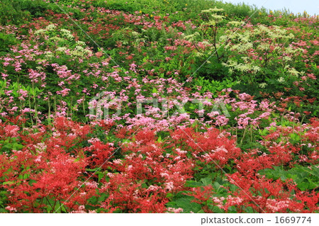 Ibukiyama flower garden in colorful summer 1669774