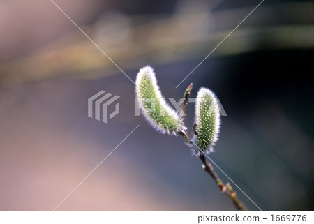 春天萌芽Ⅱ 1669776