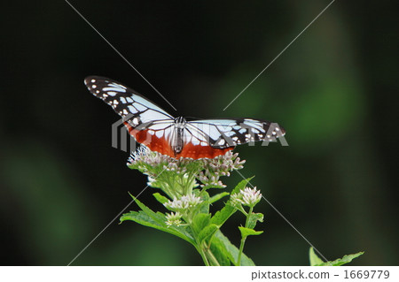 Asagi madara and Yotsuba hyoondri 1669779