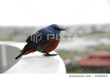 The happy blue bird I met in the tropics 1669883