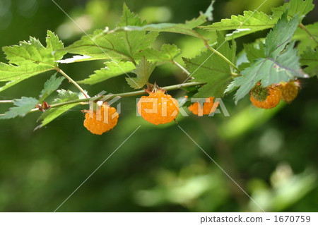 Momijiji草莓種植野草 1670759