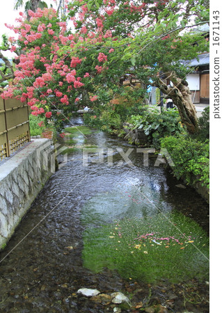 紫薇 紫薇色 水生種茛 1671143