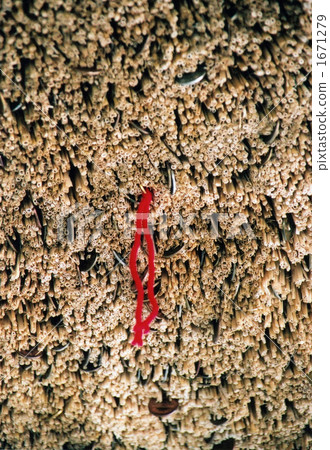 The deed to Izumo Taisei's Scales 1671279