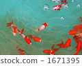 金魚 1671395