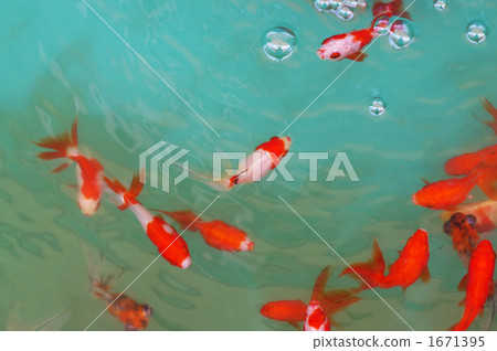 金魚 金魚 1671395