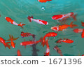 金魚 1671396
